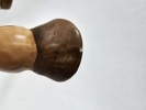 Goebel, figurin "Styckningsschema" nötkreatur
