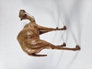 Dromedarer, 2 st