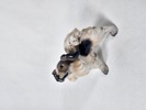 Dahl Jensen, figurin, hund