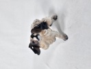 Dahl Jensen, figurin, hund