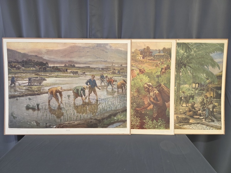 Skolplanscher, 3 st, Kokospalm, Te, Ris